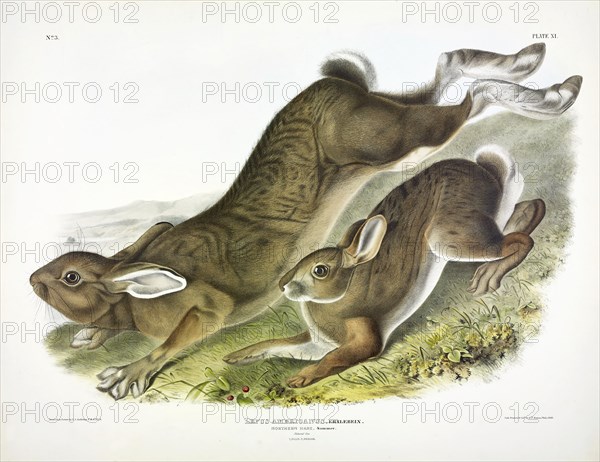 Northern Hare, Lepus Americanus, 1845.