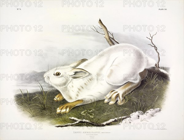 Northern Hare, Lepus Americanus, 1845.