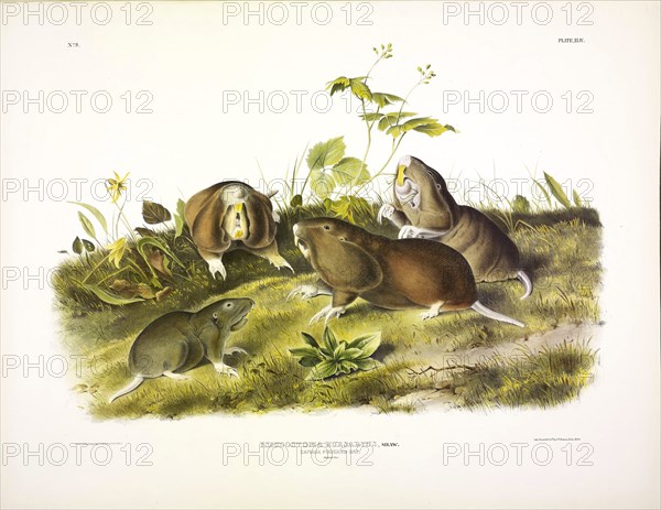 Canada Pouched Rat, Pseudostoma Bursarius, 1845.