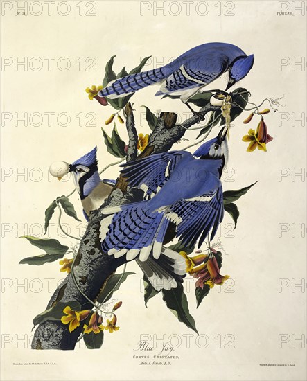 Blue Jay,  Corvus Christatus, 1845.