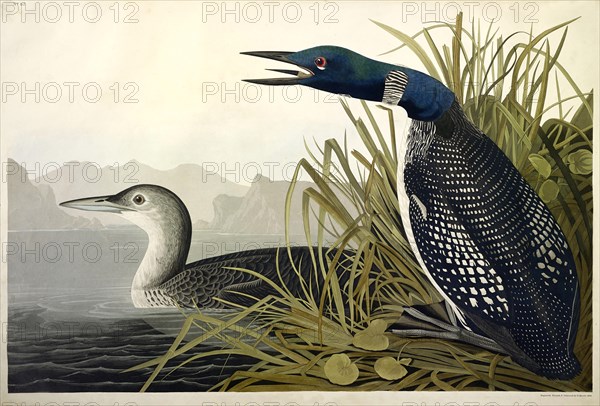 Great Northern Diver or Loon, Colymbus Glacialis, 1845.