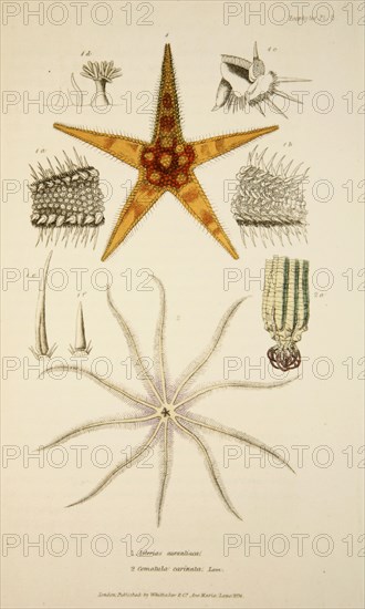 Asterias aurantiaca and Comatula carinata, pub. 1833 (Hand coloured engraving). Creator: English School (17th Century).