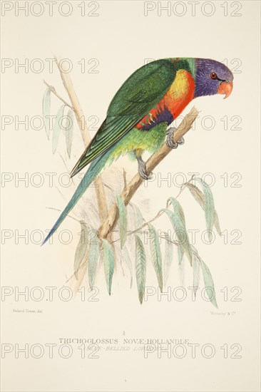 Blue Bellied Lorikeet, pub. 1916 (hand coloured engraving). Creator: Roland Green (1896 - 1972).