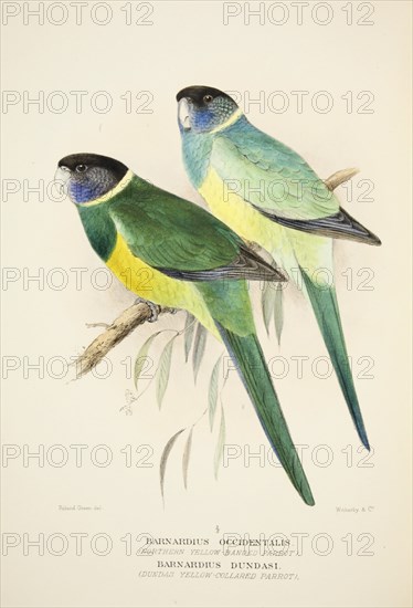 Northern Yellow Banded Parrot and Dundas Yellow Collared Parrot, pub. 1916 (hand coloured engraving) Creator: Roland Green (1896 - 1972).