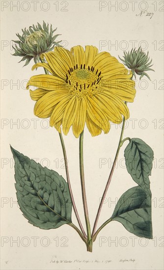 Sunflower, pub. 1796 (hand coloured engraving). Creator: English School (18th Century).