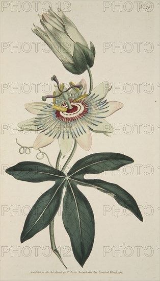 Passiflora Coerulea (Common Passion Flower), pub. 1786 (hand coloured engraving). Creator: English School (18th Century).