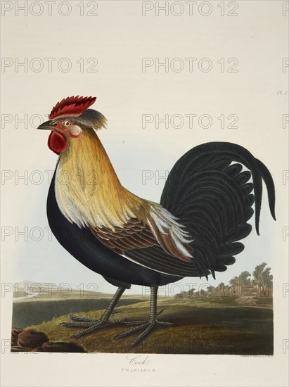 Cock, Phasianus, pub. 1835 ( Hand coloured engraving) . Creator: Charlotte Lousia Emily Perrott (c.1790 - 1836) after.