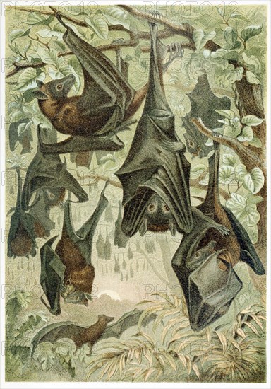 Flying Foxes, from Brehms Tierleben, pub. 1860's (colour lithograph) , 1860. Creator: German School (19th Century).