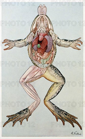 Anatomical Cross Section of a femal frog, from Brehms Tierleben, pub. 1860's.  Creator: German School (19th Century).