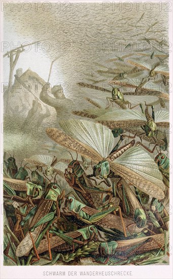 A Swarm of Locusts, from Brehms Tierleben, pub. 1860's (colour lithograph) , 1860. Creator: German School (19th Century).