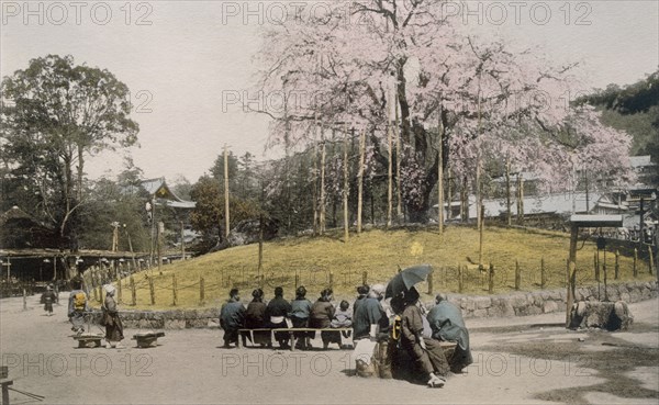 The famous cherry tree at Maruyama, Kyoto 1890's. Creator: Japanese Photographer (19th Century).