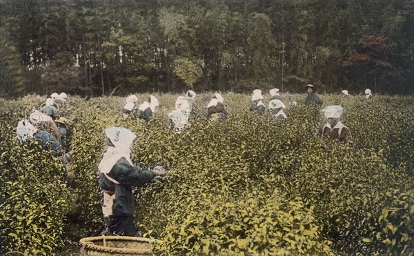 Women picking tea, with male overseer, 1890's. Creator: Japanese Photographer (19th Century).