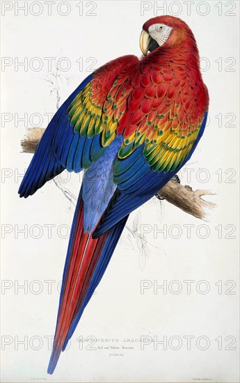 Red and Yellow Macaw (Macrocercus aracanga), pub. 1832. Creator: Edward Lear (1818-1888).