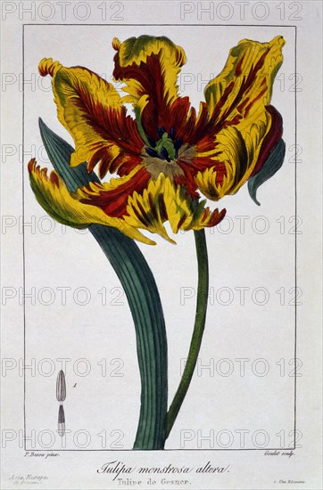 Tulip 'Flaming Parrot', pub. 1836. Creator: Panacre Bessa (1772-1846).
