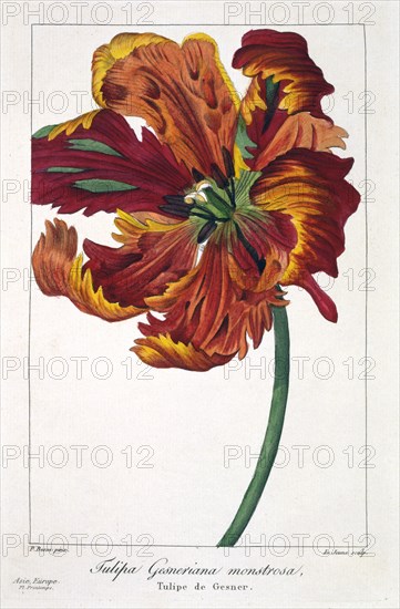 Tulip 'Firebird', pub. 1836. Creator: Panacre Bessa (1772-1846).