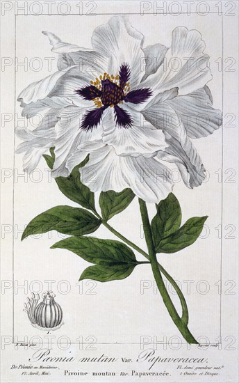 Peaeonia Suffruticosa, pub. 1836. Creator: Panacre Bessa (1772-1846).