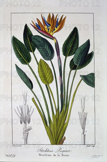 Bird of Paradise or Crane Flower,  pub. 1836. Creator: Panacre Bessa (1772-1846).