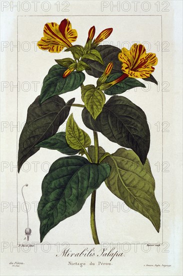 Ipomea Purga, pub. 1836. Creator: Panacre Bessa (1772-1846).