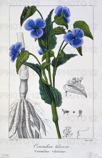 Commelina tuberosa, pub. 1836. Creator: Panacre Bessa (1772-1846).