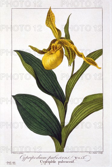 Cypripedium, pub. 1836. Creator: Panacre Bessa (1772-1846).