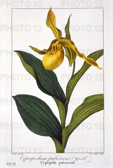 Cypripedium,  pub. 1836. Creator: Panacre Bessa (1772-1846).