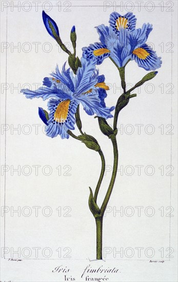 Fringed Iris, pub. 1836. Creator: Panacre Bessa (1772-1846).