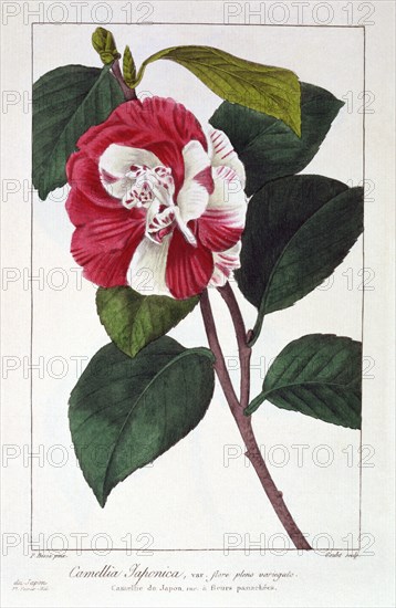 Camellia Japonica, pub. 1836. Creator: Panacre Bessa (1772-1846).