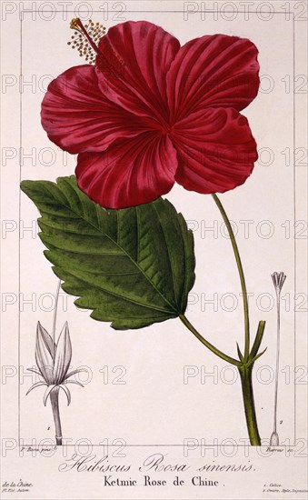 Hibiscus: H. rosa-sinensis,  pub. 1836. Creator: Panacre Bessa (1772-1846).