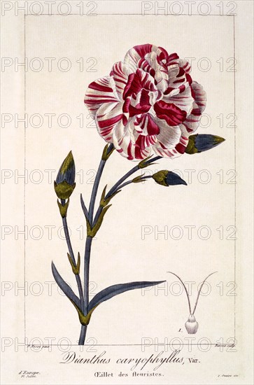 Dianthhus caryophyllus,  pub. 1836. Creator: Panacre Bessa (1772-1846).