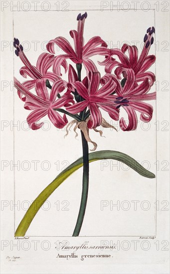 Amaryllis (A. sarniensis), pub. 1836. Creator: Panacre Bessa (1772-1846).