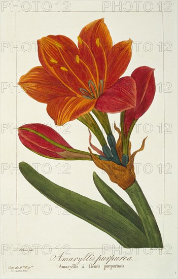 Amaryllis Purpurea, pub. 1836. Creator: Panacre Bessa (1772-1846).