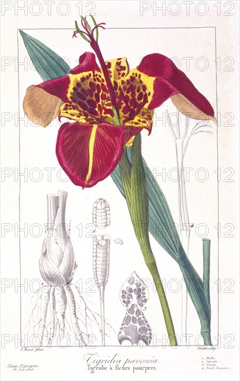 Tiger Flower or Peacock Flower, pub. 1836. Creator: Panacre Bessa (1772-1846).