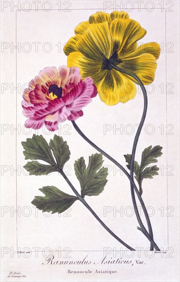Persian Buttercup, pub. 1836. Creator: Panacre Bessa (1772-1846).