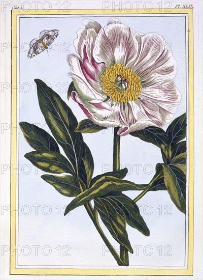 Flesh coloured common Paeony, pub. 1776. Creator: Pierre Joseph Buchoz (1731-1807).