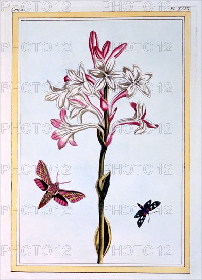 La Tuberose,  pub. 1776. Creator: Pierre Joseph Buchoz (1731-1807).