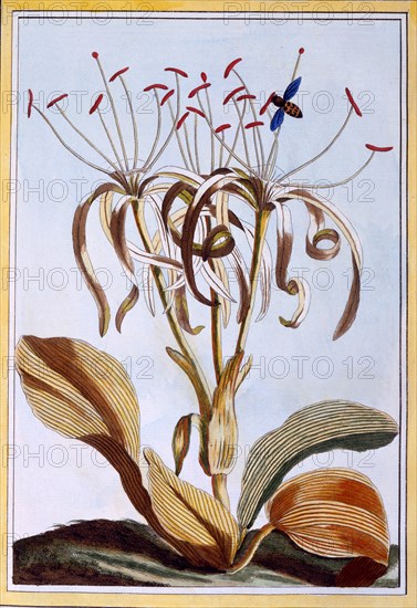 Sea Daffodil,  pub. 1776. Creator: Pierre Joseph Buchoz (1731-1807).