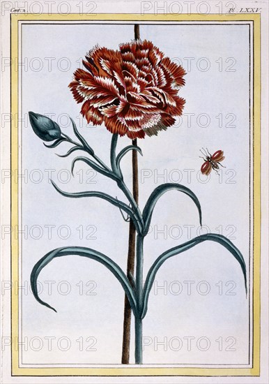 Carnation, pub. 1776. Creator: Pierre Joseph Buchoz (1731-1807).