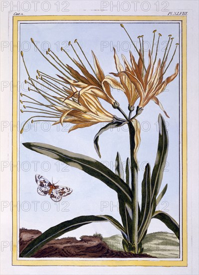 A Lily,  pub. 1776. Creator: Pierre Joseph Buchoz (1731-1807).