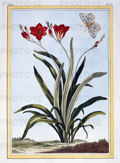 Cornlily, pub. 1776. Creator: Pierre Joseph Buchoz (1731-1807).