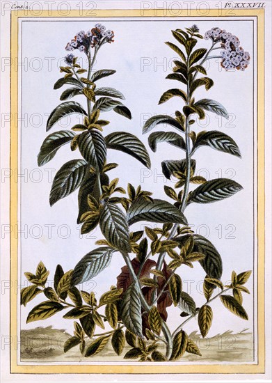Heliotrope or Cherry Pie, pub. 1776. Creator: Pierre Joseph Buchoz (1731-1807).