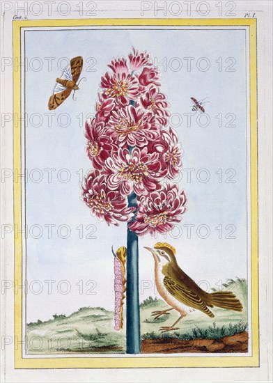 Hyacinth, pub. 1776. Creator: Pierre Joseph Buchoz (1731-1807).