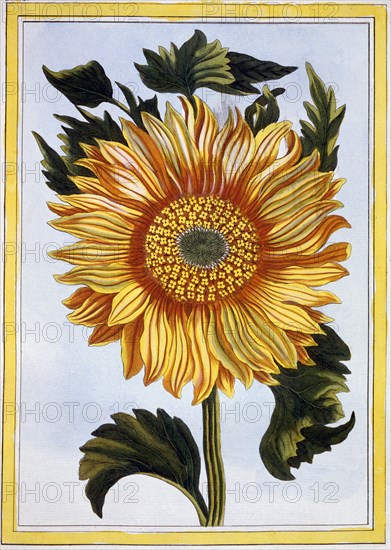 Sunflower, pub. 1776. Creator: Pierre Joseph Buchoz (1731-1807).