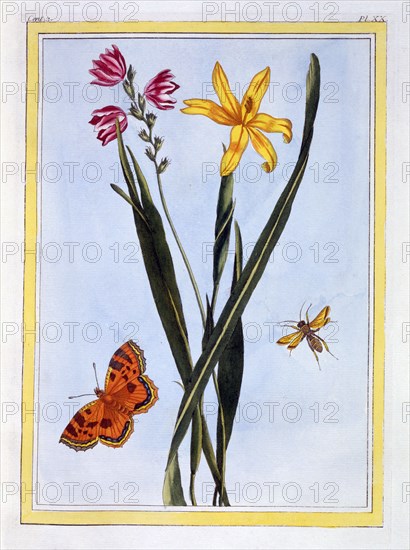 South American Ixia,  pub. 1776. Creator: Pierre Joseph Buchoz (1731-1807).