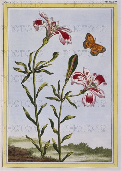 La Fleur Tachete des Incas (Peruvian Lily),  pub. 1776. Creator: Pierre Joseph Buchoz (1731-1807).