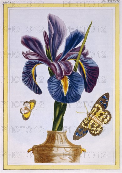 Common Iris with Butterflies, pub. 1776. Creator: Pierre Joseph Buchoz (1731-1807).