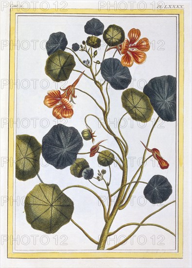 La Capucine (Nasturtium), pub. 1776. Creator: Pierre Joseph Buchoz (1731-1807).