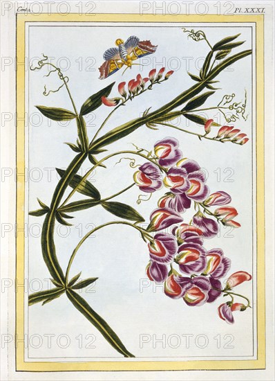 Le Grand Lathyre (Everlasting Sweet Pea), pub. 1776. Creator: Pierre Joseph Buchoz (1731-1807).