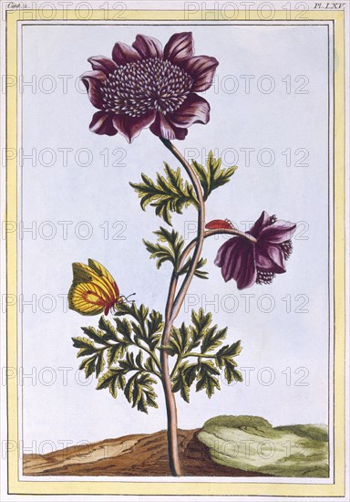 Garden Anenome (Windflower), pub. 1776. Creator: Pierre Joseph Buchoz (1731-1807).