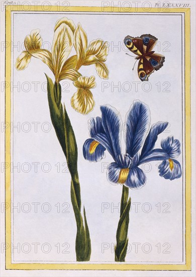 Yellow and Violet Irises, pub. 1776. Creator: Pierre Joseph Buchoz (1731-1807).