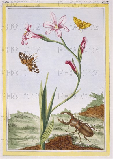 L'Ixia (flesh-coloured Ixia) and Stag Beetle,  pub. 1776. Creator: Pierre Joseph Buchoz (1731-1807).